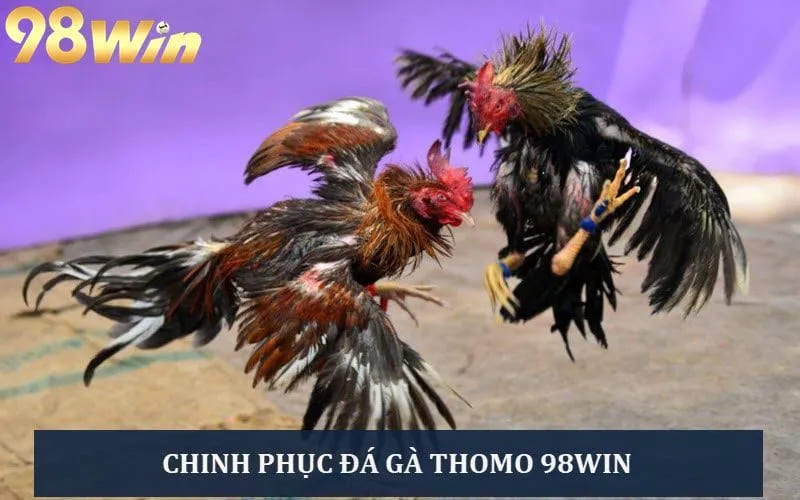 Đá gà Thomo 98WIN